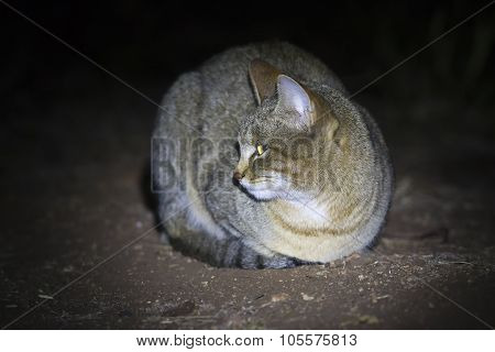 African Wild Cat Lying On The Ground In Spotlight