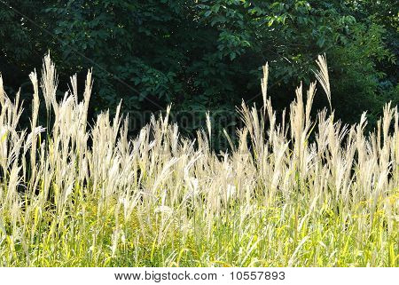 พืชหญ้ามิสแคนทัส sinensis กับพื้นหลังสีดำ