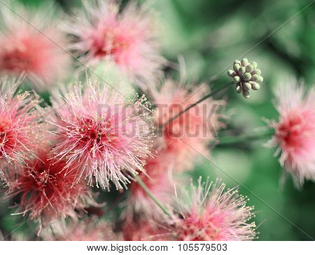 Smoke Tree Pale Pink Flowers Macro Shot