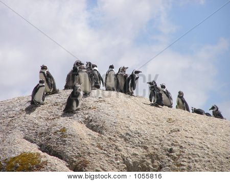 Penguenler