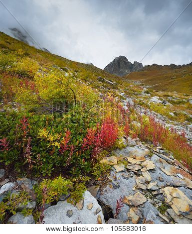 Autumn in the mountains. Colorful landscape. Cloudy day. Valley under a mountain of Ushba. Main Caucasian ridge. Zemo Svaneti, Georgia 