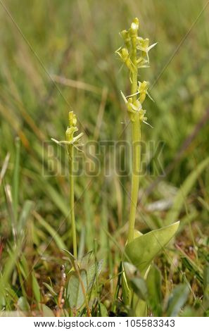 Fen Orchid