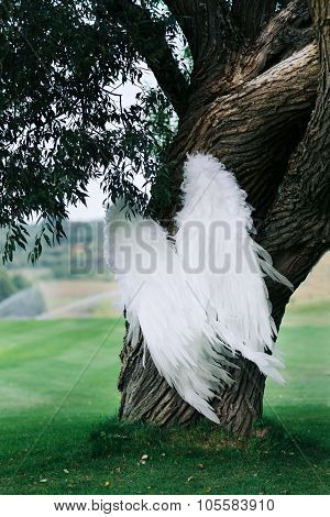 Beautiful white wings