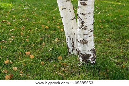 The Trunks Of Birch Trees