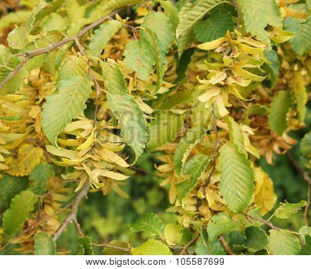 Acer Pseudoplatanus seeds on the branch