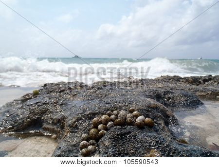 Group Of Sea Snails