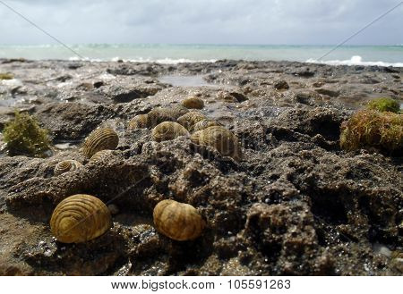 Group Of Sea Snails