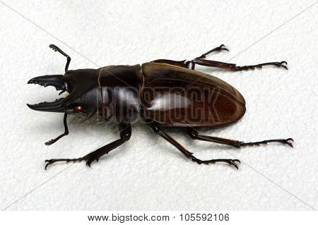 Stag beetle isolated on background