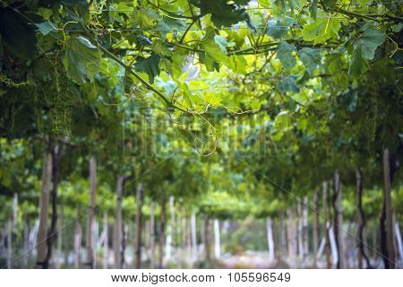 Sunny Spring Vineyard