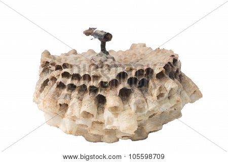 Macro of empty vespiary