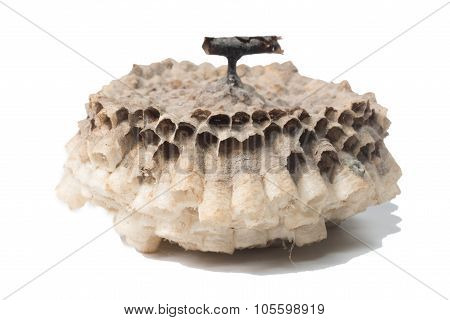 Macro of empty vespiary