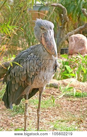 Shoebill Stork