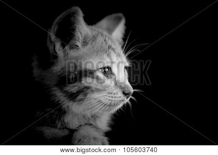 Doubtful Oragne Little Kitten  Cat Lie On Wooden Floor Closeup Black And White Lowkey