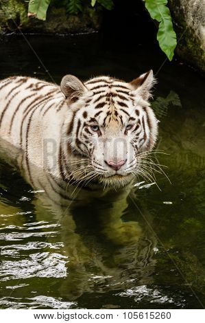Shot of a White Tiger swimming in the river