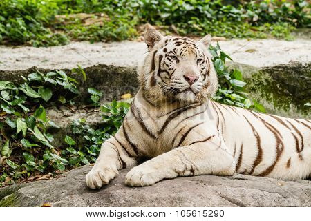 Closeup Portrait shot of a White Tiger