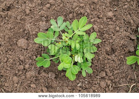 Young Peanut Plant At A Local Farm. Blossoming Groundnut Plant. Organic Farming And Gardening.