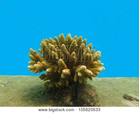 Coral transplant