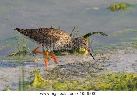 Bir Redshank portresi