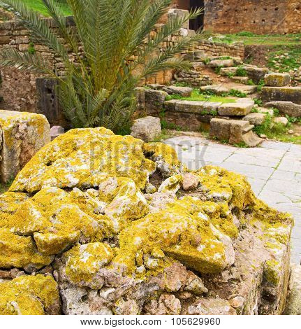 Chellah  In Morocco Africa The Old Roman Deteriorated Monument And Site