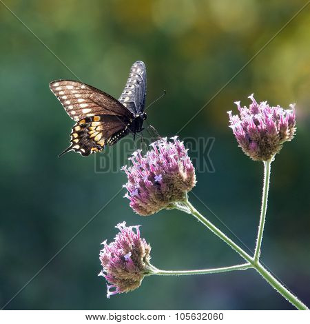 Black Swallowtail IV