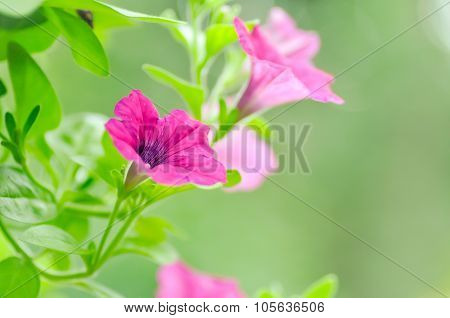 Petunia,petunia Hybrida
