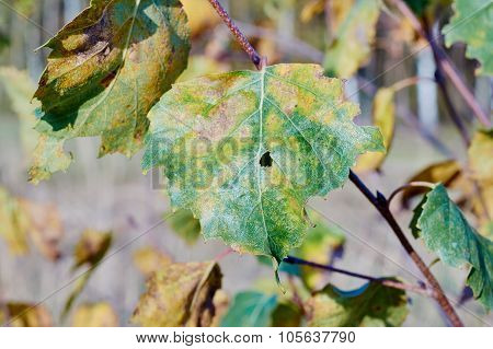 Close the leaf area in autumn