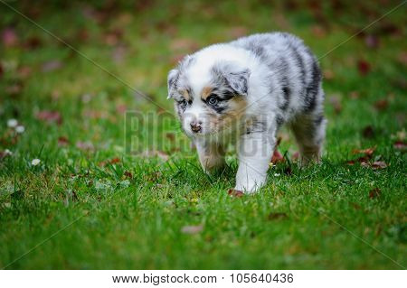 Cute Australian Shepherd Puppy Exploring World Oustide Home