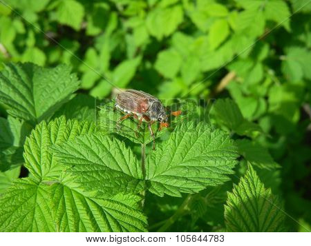 A cockchafer on green leaf
