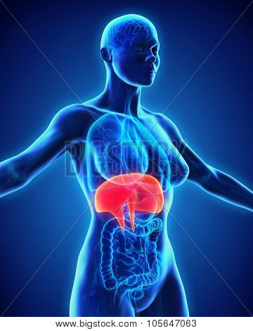 Human Diaphragm Anatomy