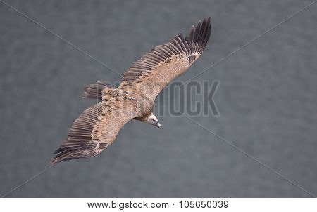 Griffon Vulture Flying