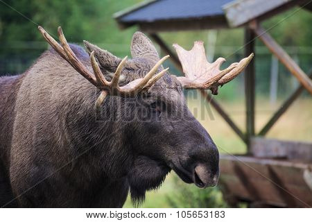 Head Of An Elk (alces Alces) With Mighty Antlers