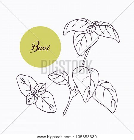 Hand drawn basil branch with leves isolated on white