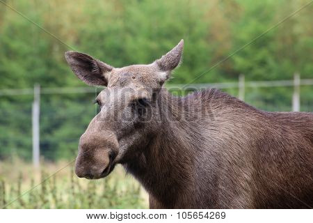 Head Of An Elk (alces Alces) Without Antlers
