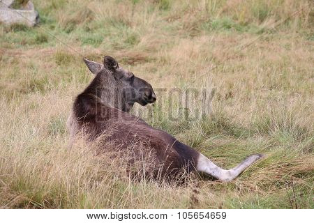 An Elk (alces Alces) Lying In The Grass