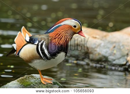 Mandarin Duck (aix Galericulata)