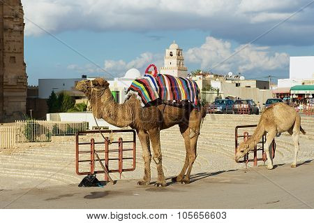 View ti the camels standing next to the entrance to the El Djem amphitheater in El Djem, Tunisia.