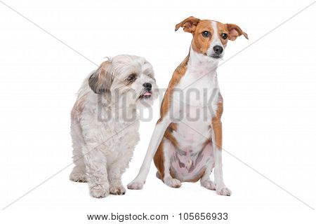 Two Mixed Breed Dogs In Front Of A White Background