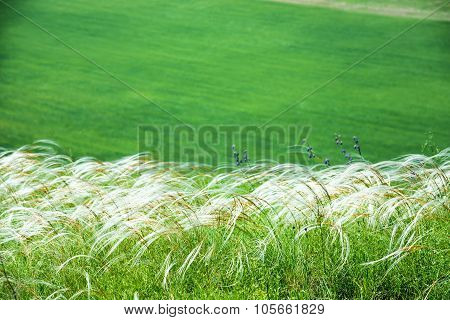 Field Of Feather Grass