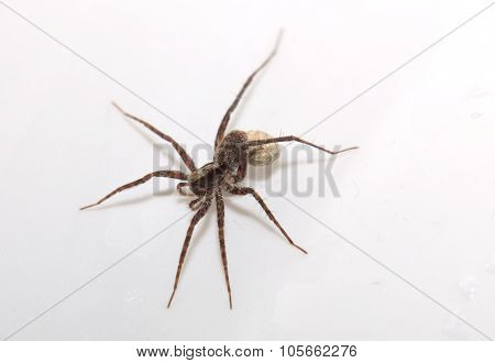 Macro Of A Wolf Spider (pardosa Lugubris) With Egg Sack