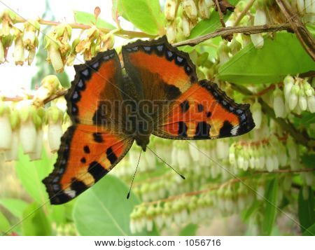 Farfalla colorata
