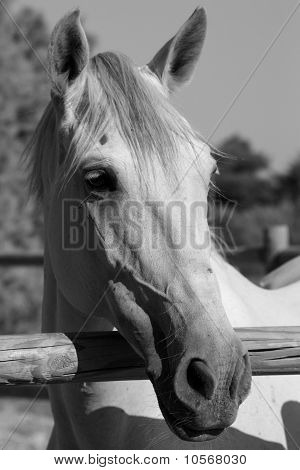 White horse