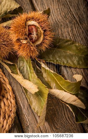 Roasted Chestnuts And Leaves