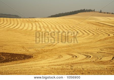 Campo di grano 8
