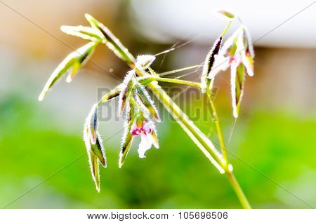 Thalla Geniculata L. Flower,flower