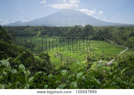 Rice terraces on the volcano Agung. Bali. Indonesia.