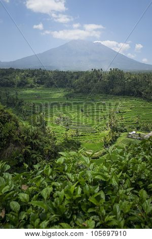 Rice terraces on the volcano Agung. Bali. Indonesia.