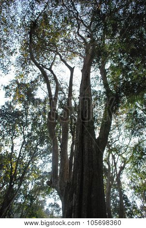 Trees