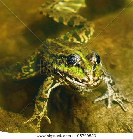 Edible Frog In Muddy Water