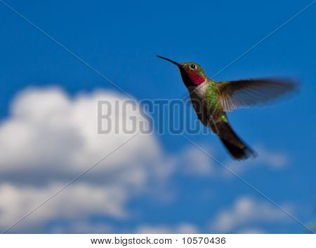 Ruby torkú Hummingbird