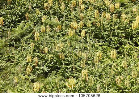 Hedychium Gardnerianum Green Vertical Forest In Flores Island, Azores. Portugal
